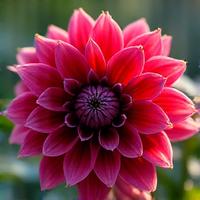 Dahlie für Herbst