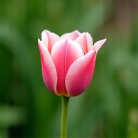 Tulpe für Frühling